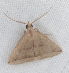 Lysimelia neleusalis