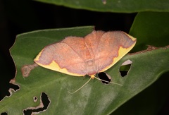 Nothomiza flavicosta