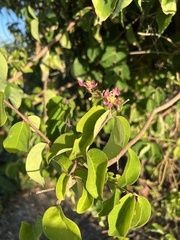 Malpighia glabra