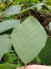 Mucuna