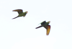 Psittacara leucophthalmus