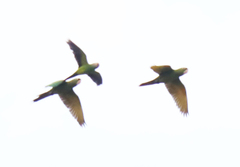 Psittacara leucophthalmus