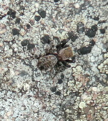Euophrys