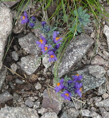Linaria alpina