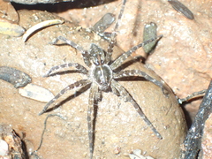 Dolomedes mizhoanus