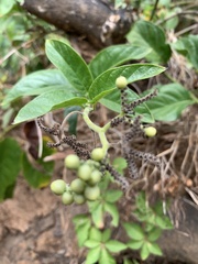 Heliotropium sarmentosum