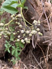 Heliotropium sarmentosum