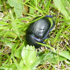 Anoplotrupes