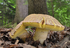 Butyriboletus fuscoroseus