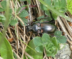 Pterostichus burmeisteri