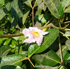 Tabebuia heterophylla