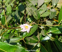 Tabebuia heterophylla