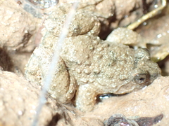Occidozyga martensii
