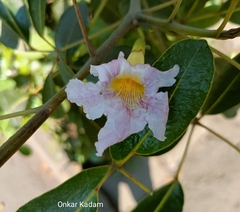 Tabebuia heterophylla