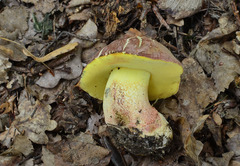 Butyriboletus fuscoroseus