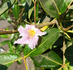 Tabebuia heterophylla