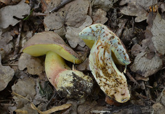 Butyriboletus fuscoroseus