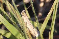 Coenochroa bipunctella