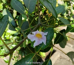 Tabebuia heterophylla