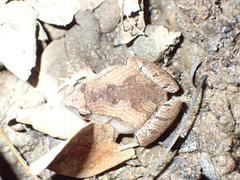 Microhyla mukhlesuri