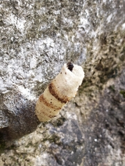 Tetragonilla collina