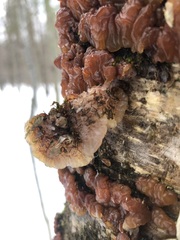 Peniophora rufa