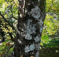 Parmelina tiliacea