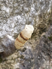 Tetragonilla collina