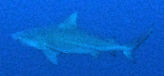 Carcharhinus leucas
