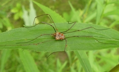 Phalangioidea