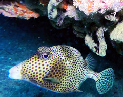 Lactophrys bicaudalis