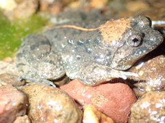 Occidozyga martensii