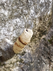 Tetragonilla collina