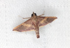 Endotricha olivacealis