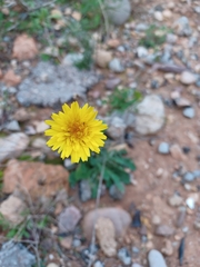 Reichardia picroides