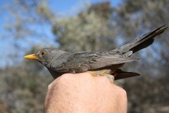 Turdus smithi