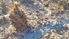 Ancistrocactus scheeri