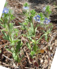 Veronica dillenii