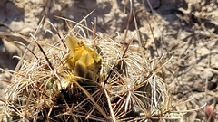 Ancistrocactus scheeri