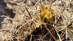 Ancistrocactus scheeri