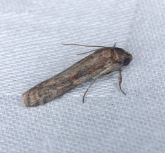 Phycita cirrhodelta