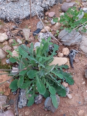 Reichardia picroides