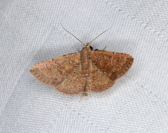 Cerynea punctilinealis