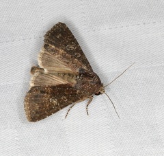 Condica illecta