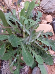 Reichardia picroides