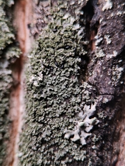 Phaeophyscia nigricans