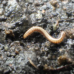 Brachyiulus