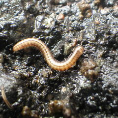 Brachyiulus