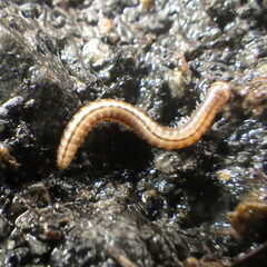 Brachyiulus