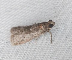 Ectomyelois ceratoniae